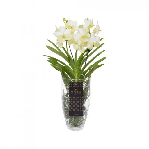 Ванда Charlotte микс, Ф14, Н60-70 см, снимка 3 - Орхидеи