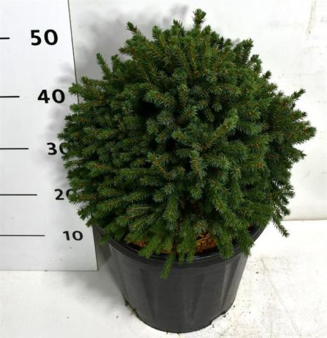 Смърч Echiniformis 13 л, снимка 2 - Иглолистни храсти и дървета