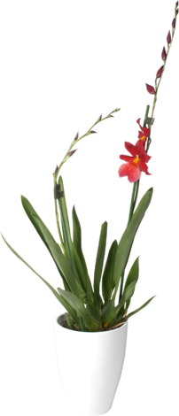 Камбрия микс, снимка 2 - Орхидеи