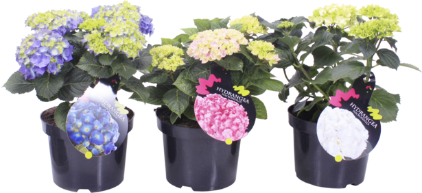 Хортeнзия 23 см, 7+ цвята - Многогодишни перенни растения