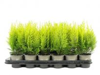 Лъжекипарис Lawsoniana Ivonne ф9 см H20 см