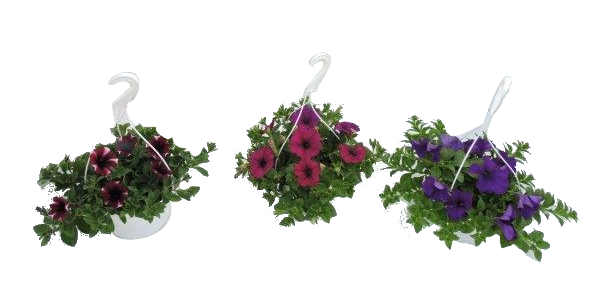 Сурфиния в кошница ф19см - Пролетни балконски цветя