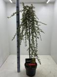 Котонеастър Coral beauty Ф23см, H110см