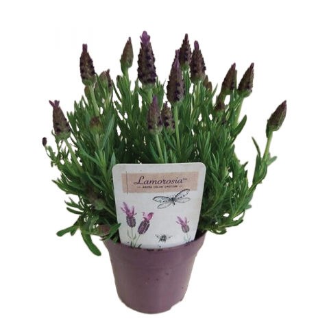 Лавандула Lamorosia Purple Flag - Многогодишни перенни растения