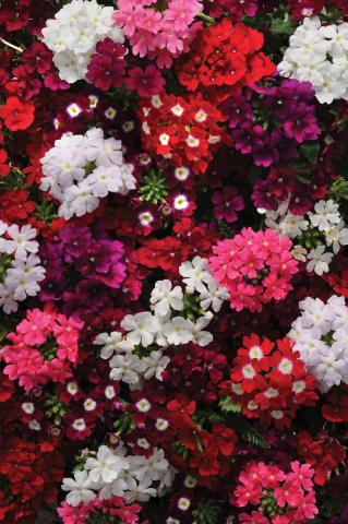 Вербена 6 бр/конт - Пролетни балконски цветя