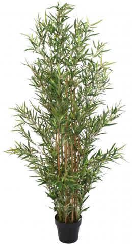 Бамбук в саксия, 9 пръчки 150см - Цветя в саксия