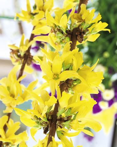 Декоративен храст II - Листопадни храсти и дървета