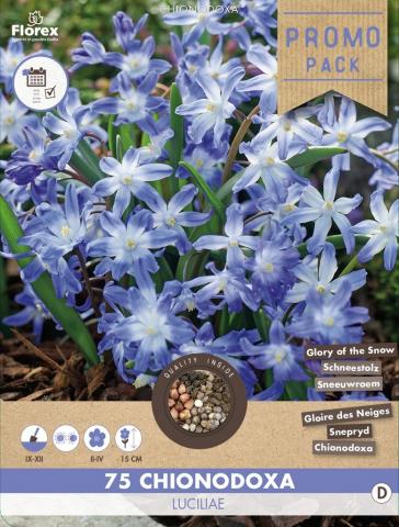 Луковици Хионодокса Chionodoxa luciliae 75бр. - Специалитети