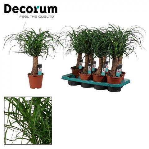 Бокарнея Recurvata ф14см, H40-45см - Големи растения