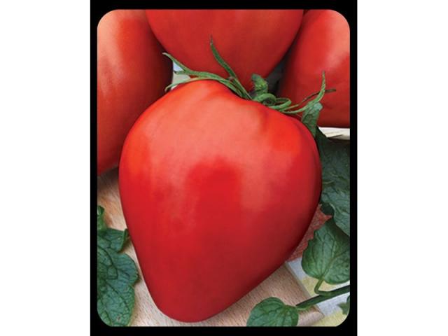 Разсад домат 6бр. Български селектирани сортове, снимка 4 - Външни растения