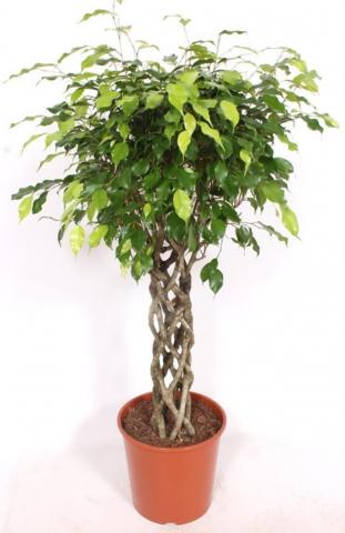 Фикус Exotica Ф30см, H140см - Зеленолистни
