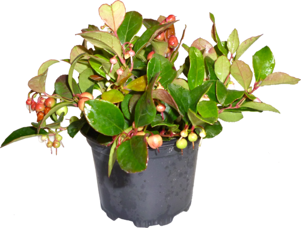 Голтерия Ф9 см - Есенни балконски