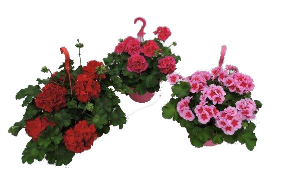 Пеларгониум Калиопе ф25см - Пролетни балконски цветя