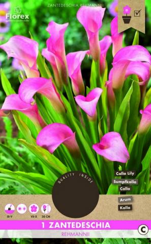 Луковици Кала Rehmanii Pink 14/16 - Външни растения