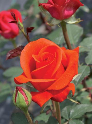 Хибрид Чаена роза 2л, микс, снимка 4 - Външни растения