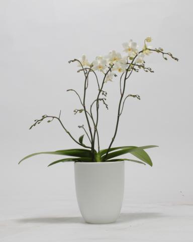 Орхидея Фаленопсис Softcloud - Орхидеи
