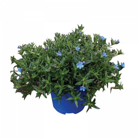 Литодора Ф14см - Многогодишни перенни растения