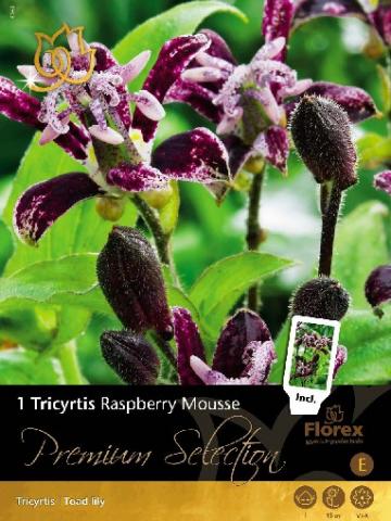 Луковици Premium Лилия-Tricyrtis Raspberry Mousse - Външни растения