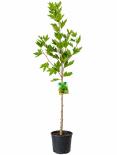 Декоративно дърво микс 10-12 л