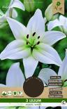 Луковици PURE Лилиум Asiatic White, 3бр