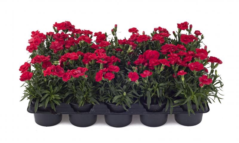 Карамфил ф10,5 см - Пролетни балконски цветя