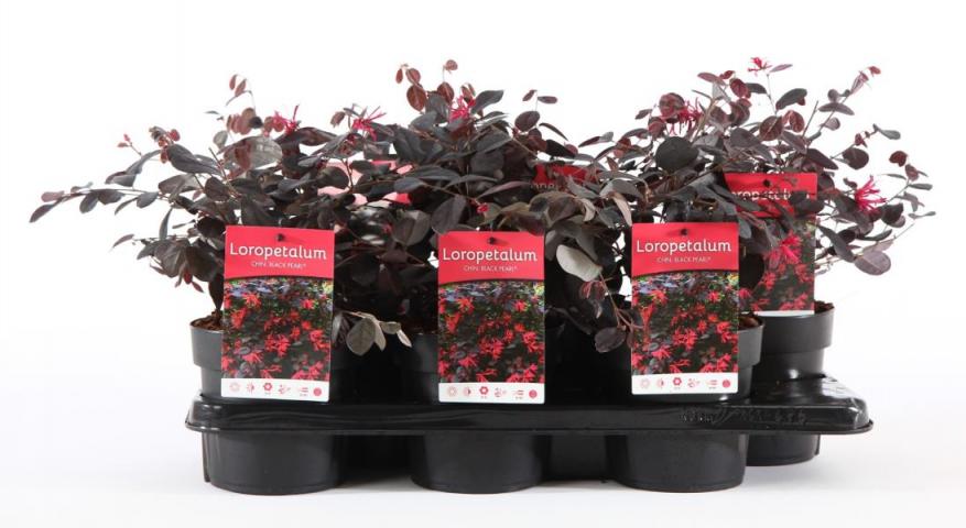 Лоропеталум Black Pearl Ф15см - Средиземноморски растения