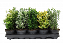 Евонимус jap., в конт. 1.5 л, микс