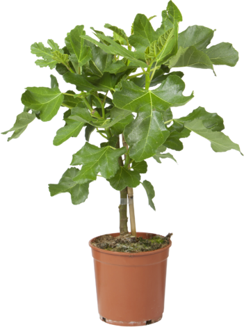 Пуника Ф14 - Средиземноморски растения