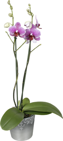 Фаленопсис в керамична кашпа - Орхидеи