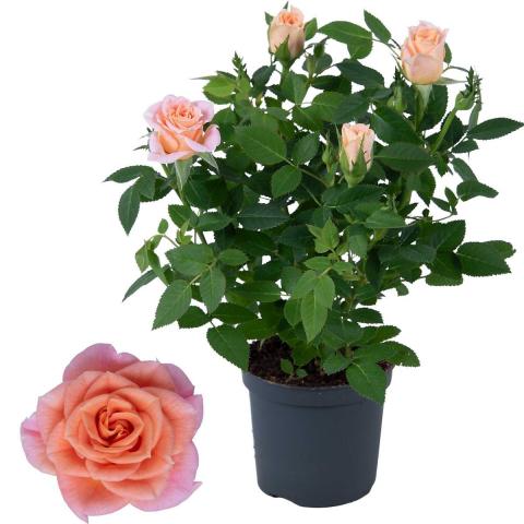 Роза Gigi Parade микс ф7 , височина 20-25 см, снимка 4 - Външни растения