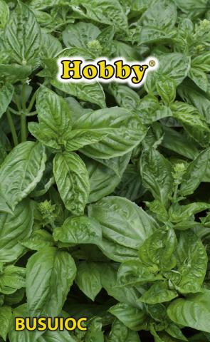 HOBBY семена босилек - Семена за билки и подправки