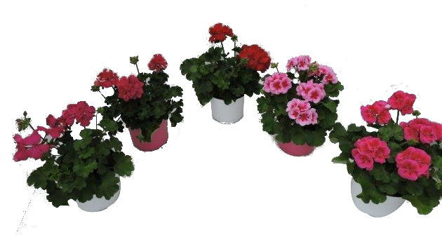 Мушкато Калиопе ф17см - Пролетни балконски цветя