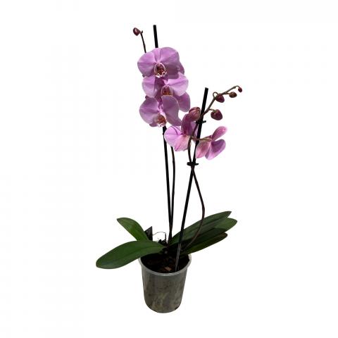 Орхидея Фалаенопсис ф12, Н40-50см, снимка 2 - Външни растения