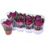 Сейнтпаулия червена Ф12см, H20см