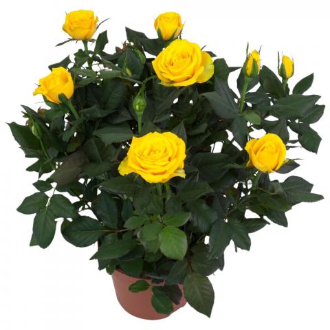 Роза микс ф12см Н25-30см, снимка 4 - Външни растения