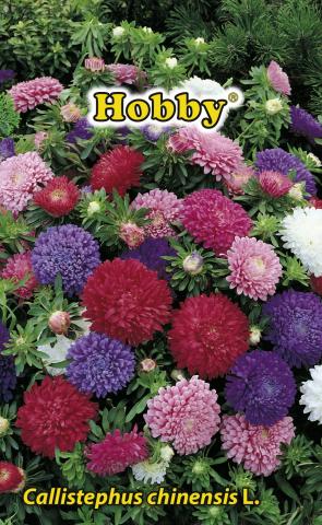 HOBBY семена астра висока микс - Семена за цветя