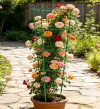 Конусовидна стойка за пълзящи цветя Rossima