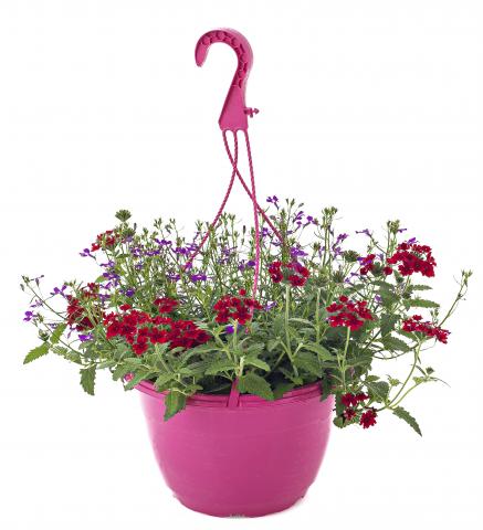 Каскадна Вербена Трикси ф25см - Пролетни балконски цветя