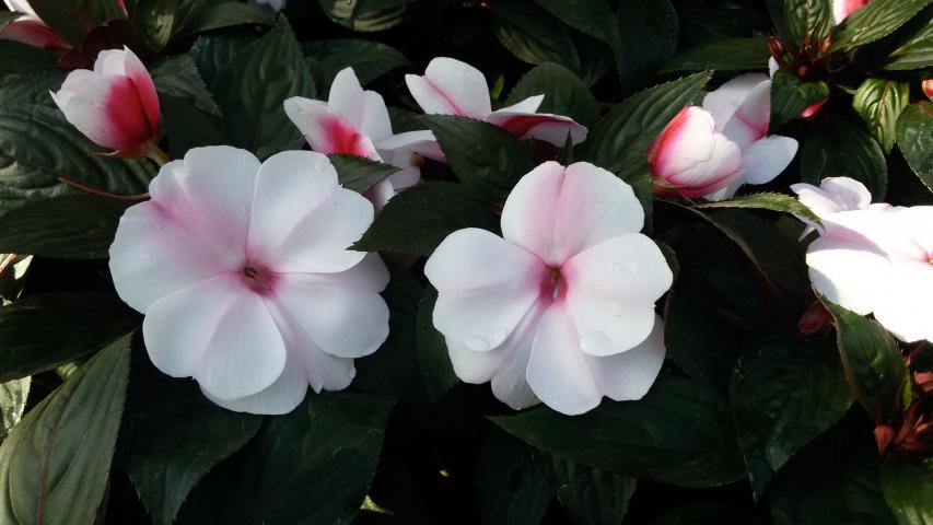 Импатиенс Нова Гвинея Ф:12см - Пролетни балконски цветя