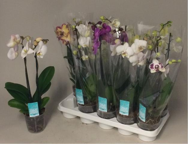 Орхидея Фаленопсис 2 стебла 10+ ф12/Н55-70 - Орхидеи