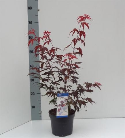 Ацер пелматум Atropurpureum ф17/H60 см - Листопадни храсти и дървета