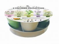 Семена за чай 5 вида