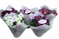 Хризантема Elle Fleur ф14/Н25-30см