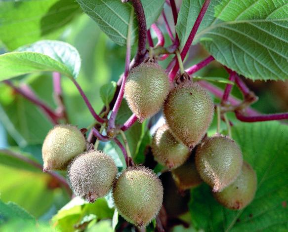 Киви Actinidia C2 H:100см - Овошки и плодни храсти