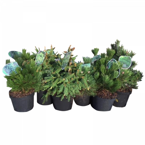 Пинус Ф26см, H50см - Многогодишни перенни растения