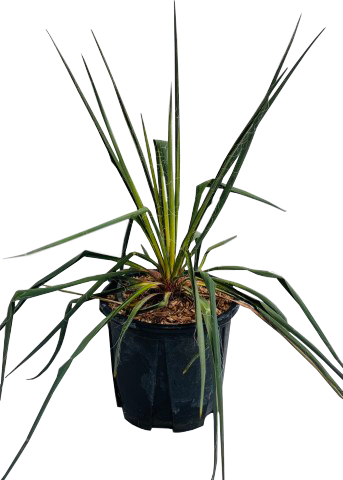 Юка Filamentosa Variegata 3 л - Големи растения