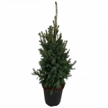 Пицея Glauca Super Green ф28 см H115 см