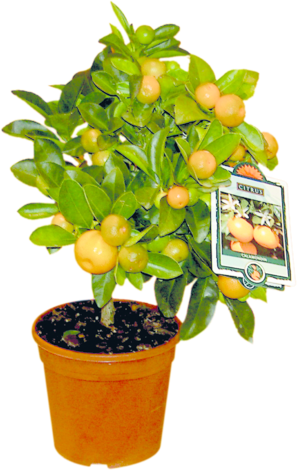 Цитрусово дръвче Ф 12 - Средиземноморски растения