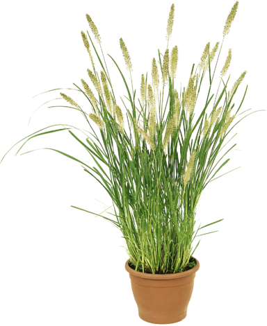 Пенисетум ''Rubrum'' C 3 - Многогодишни перенни растения