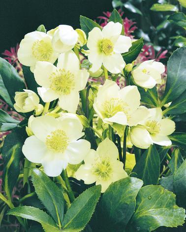 Коледна роза,Ф:12см. - Есенни балконски